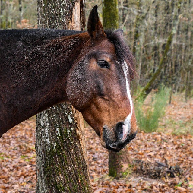 Ульяновец украл лошадь у пенсионера и оставил ее в лесу, фото-1