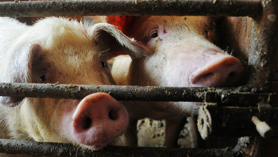 Африканская чума свиней движется на Ульяновскую область, фото-1