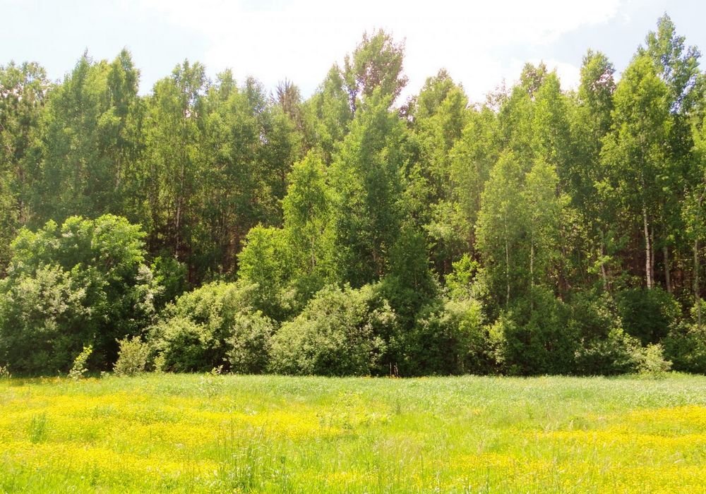 Одну тысячу деревьев и около трех тысяч кустарников высадят в Ульяновске , фото-1