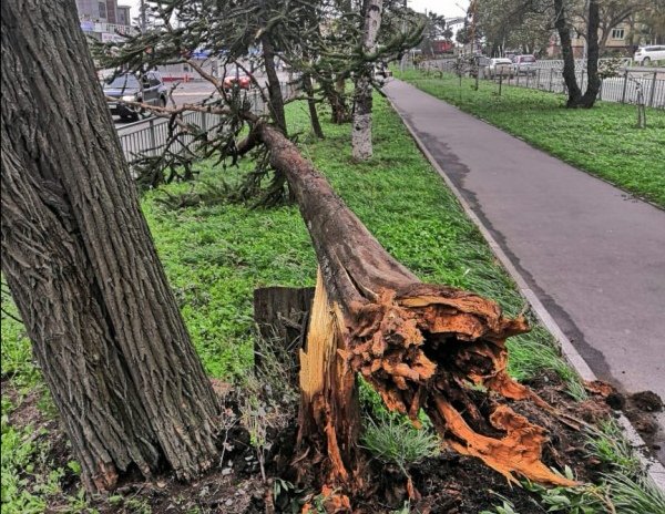 Более полутора сотен аварийных деревьев убрали с территории Ульяновска, фото-1
