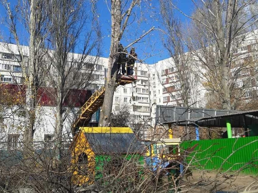 Почти 300 деревьев спилили за прошлую неделю в Ульяновске, фото-1