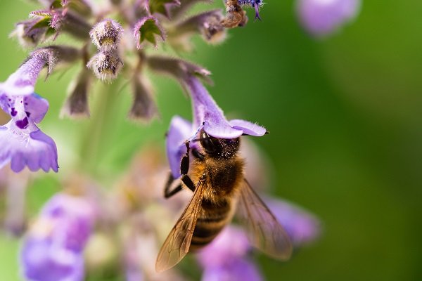 Новые ветеринарные правила по содержанию пчел вступят в силу с 1 марта 2022 года , фото-1