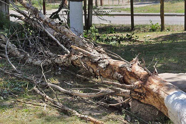 В Ульяновске авариные деревья сносят городские спасатели, фото-1
