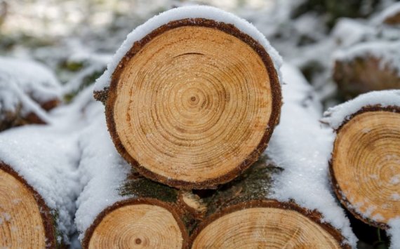 Через биржу будет реализовывать древесину Ульяновская область, фото-1