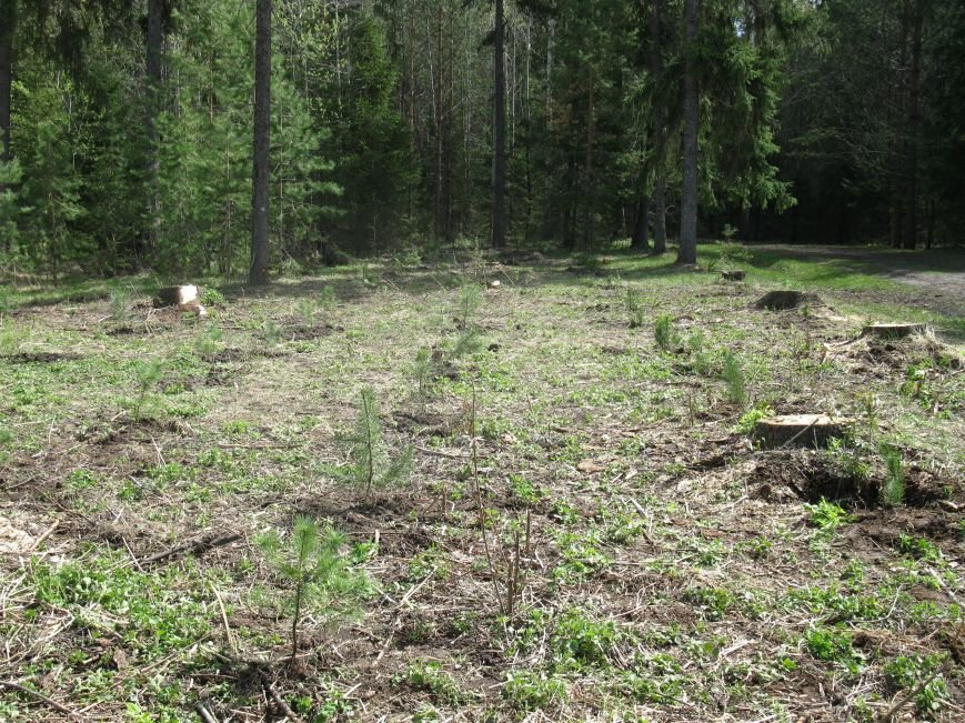 В Ульяновской области будут расти деревья ценных лесных пород, фото-2