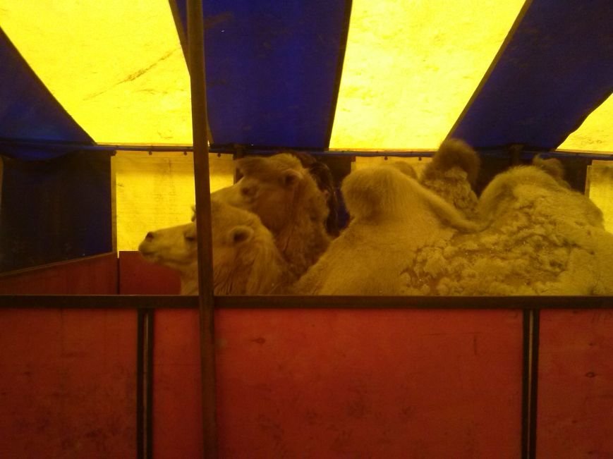 В Ульяновске ветеринары проверили верблюдов, дикобразов и питонов (фото) - фото 2