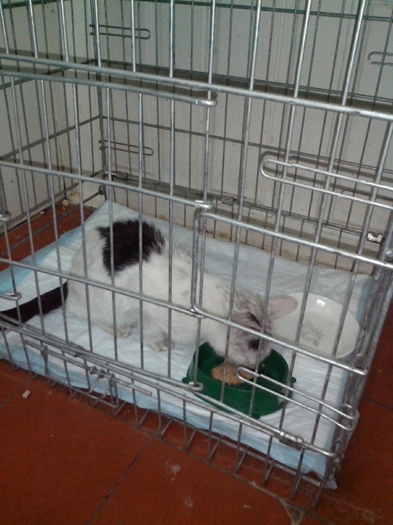 В Ульяновске кошка провела в вентиляционной шахте 22 дня без еды и света (фото) - фото 1