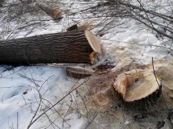 В Винновской роще неизвестные срубили 40 деревьев (фото) - фото 1