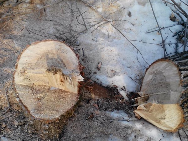 В Винновской роще неизвестные срубили 40 деревьев (фото) - фото 1