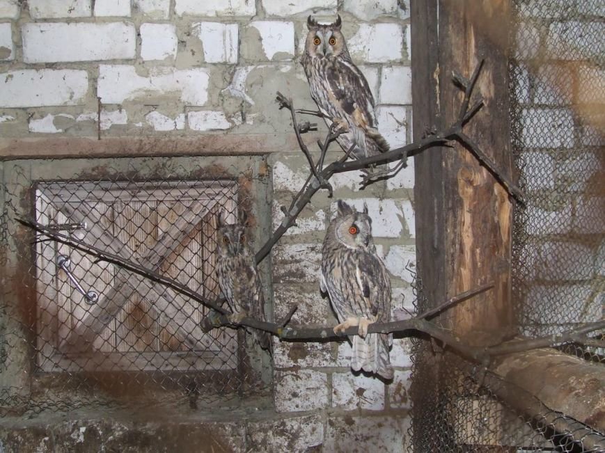 В Ульяновске больных птиц переселяют в новое место (фото) - фото 1