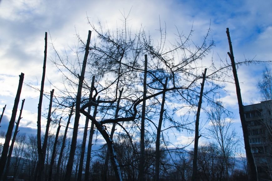 Почему в Ульяновске так безобразно обрезают деревья. ФОТО, фото-2