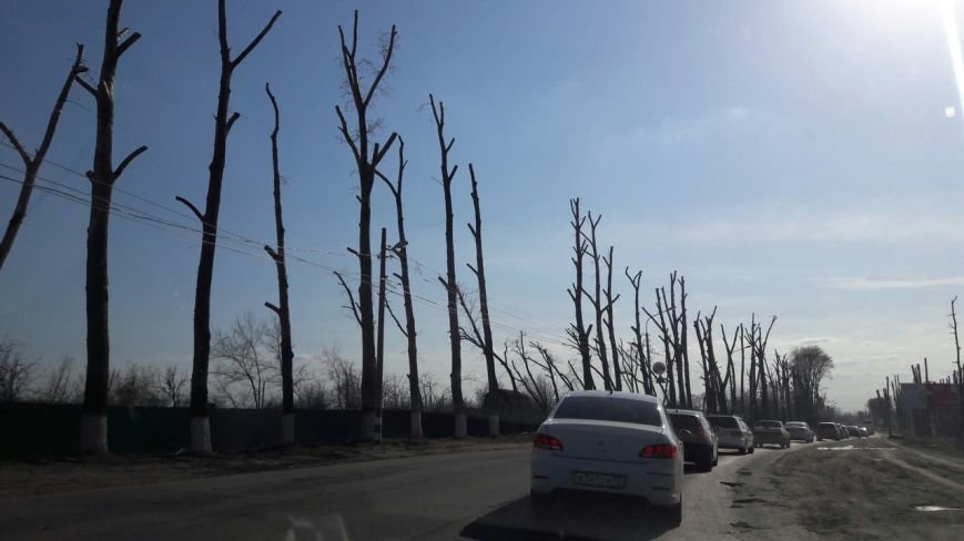 Почему в Ульяновске так безобразно обрезают деревья. ФОТО, фото-1
