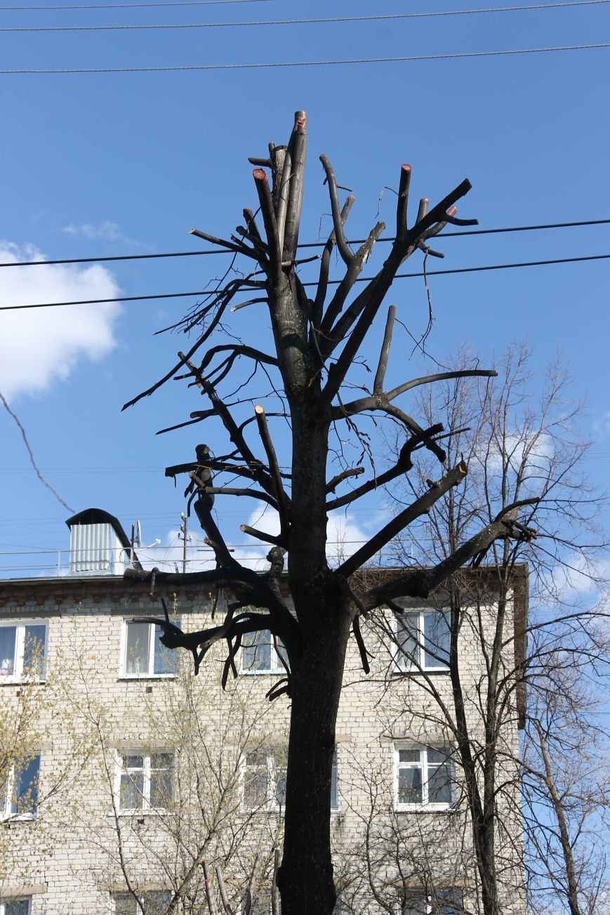 Почему в Ульяновске так безобразно обрезают деревья. ФОТО, фото-5