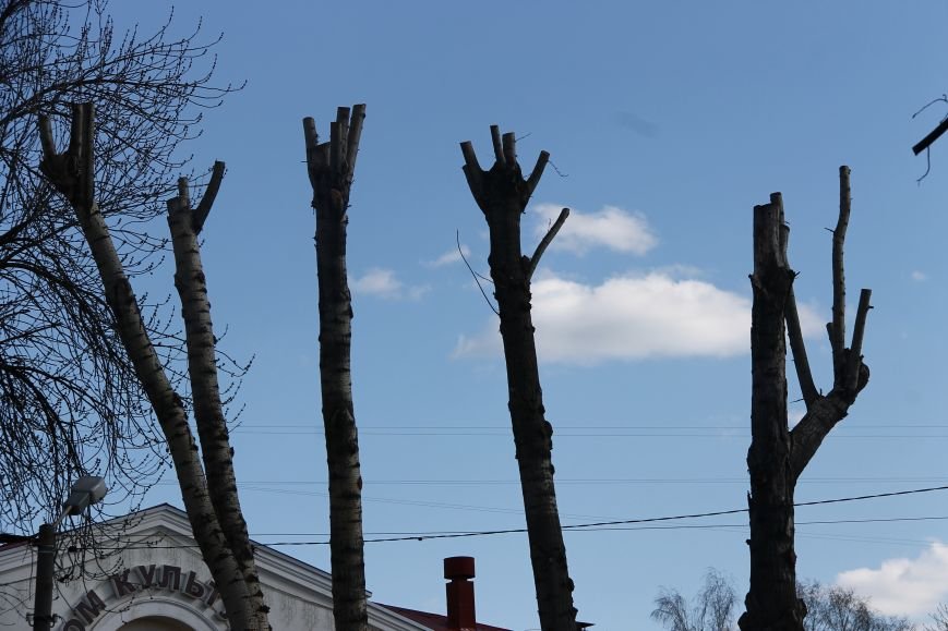 Почему в Ульяновске так безобразно обрезают деревья. ФОТО, фото-9