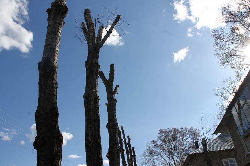 Почему в Ульяновске так безобразно обрезают деревья. ФОТО, фото-4