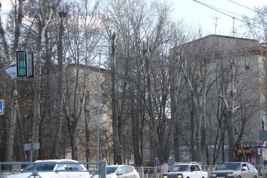 Почему в Ульяновске так безобразно обрезают деревья. ФОТО, фото-10