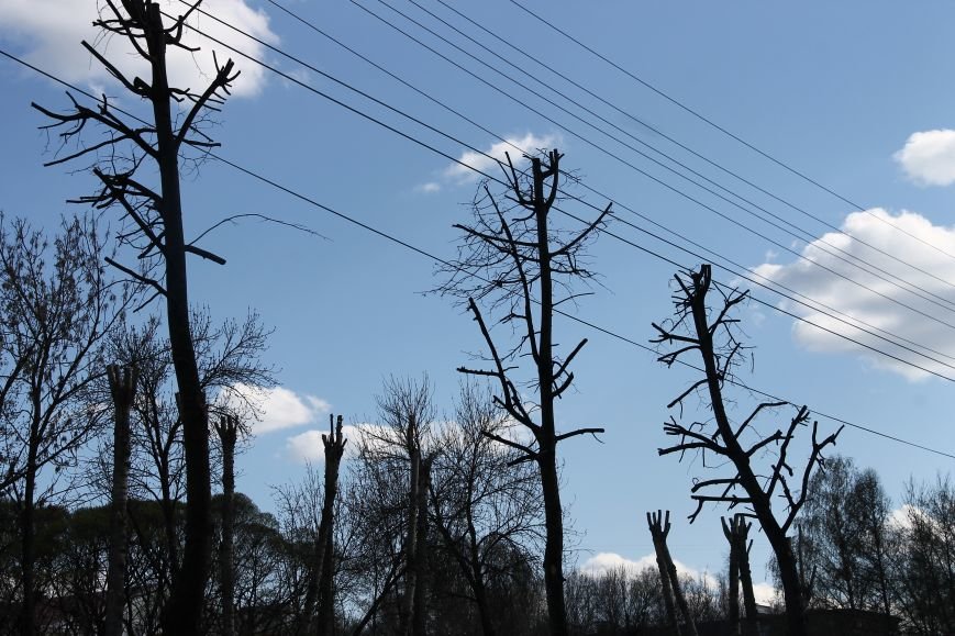 Почему в Ульяновске так безобразно обрезают деревья. ФОТО, фото-8