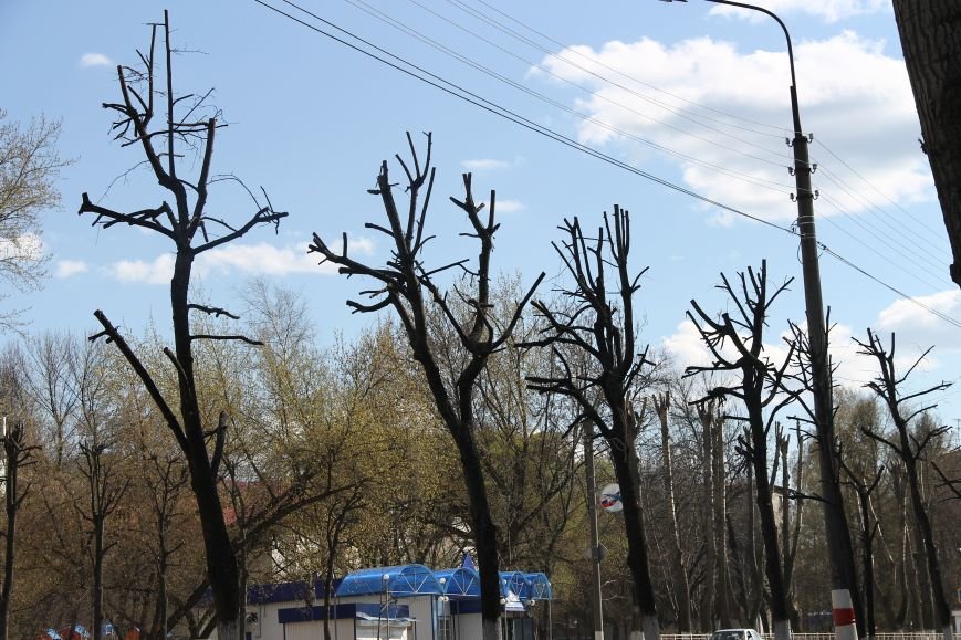 Почему в Ульяновске так безобразно обрезают деревья. ФОТО, фото-7