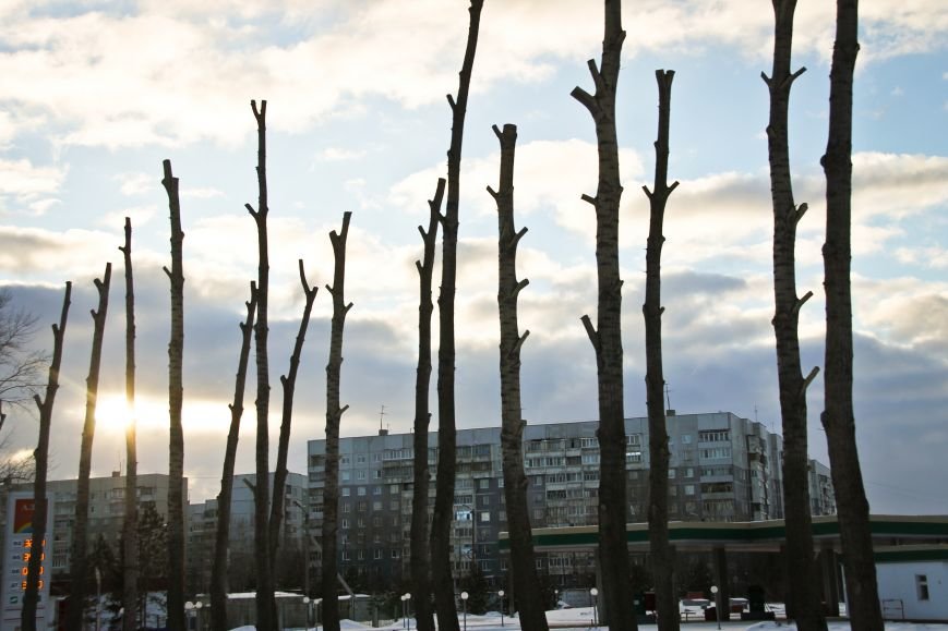 Почему в Ульяновске так безобразно обрезают деревья. ФОТО, фото-3