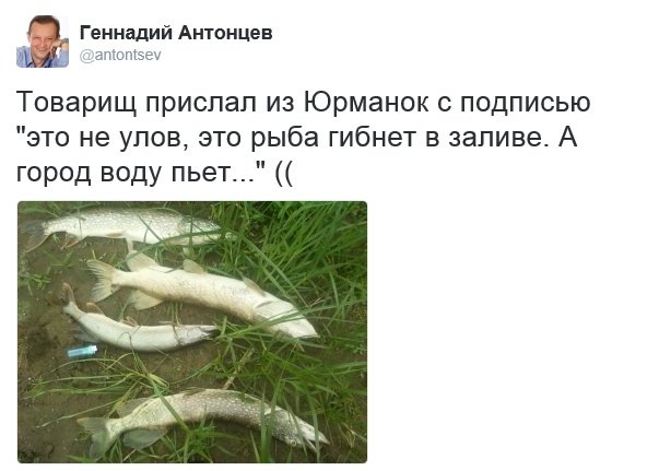 Ульяновск обеспокоен массовой гибелью рыбы в Юрманках, фото-1