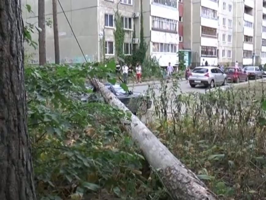 В Димитровграде дерево раздавило автомобиль, фото-1