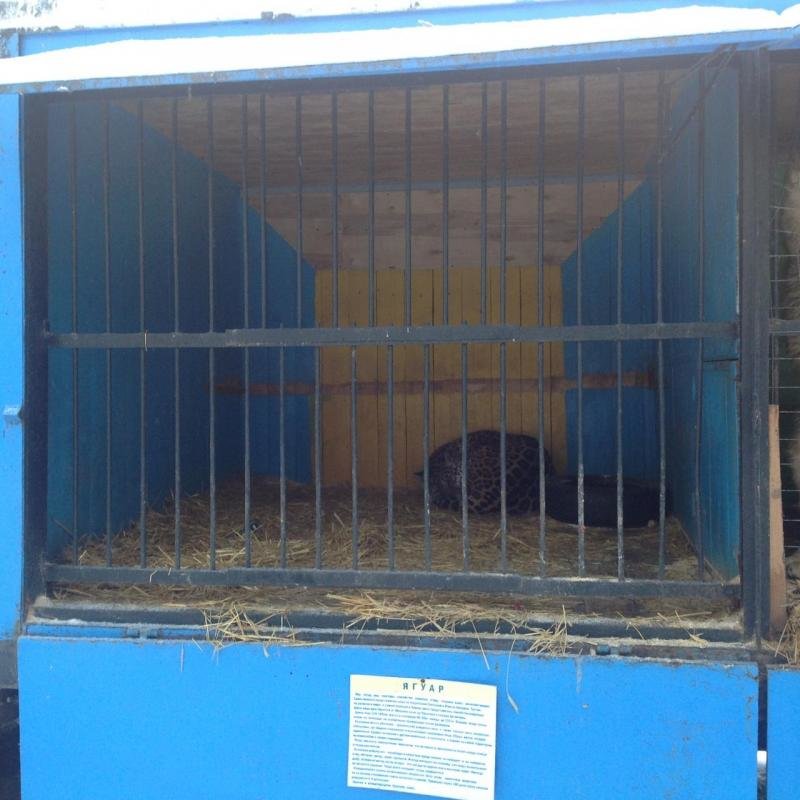 Передвижной зоопарк в Ульяновск: над животными снова издеваются. ФОТО, фото-2