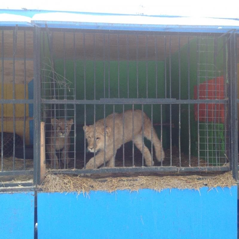 Передвижной зоопарк в Ульяновск: над животными снова издеваются. ФОТО, фото-1