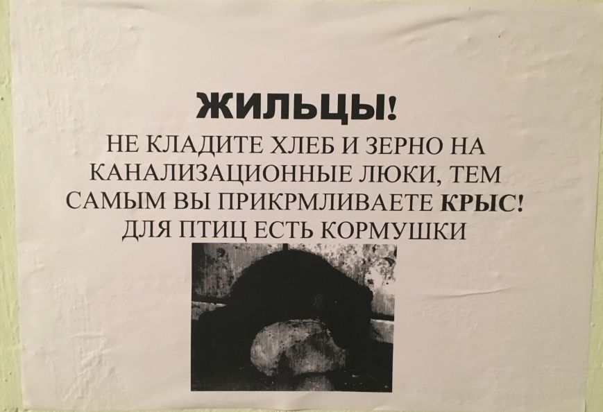 Ульяновцы вышли на войну с крысами, фото-1