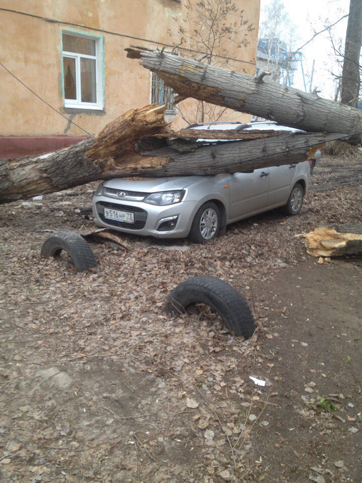 В Ульяновске об легковушки ломаются деревья. ФОТО, фото-1