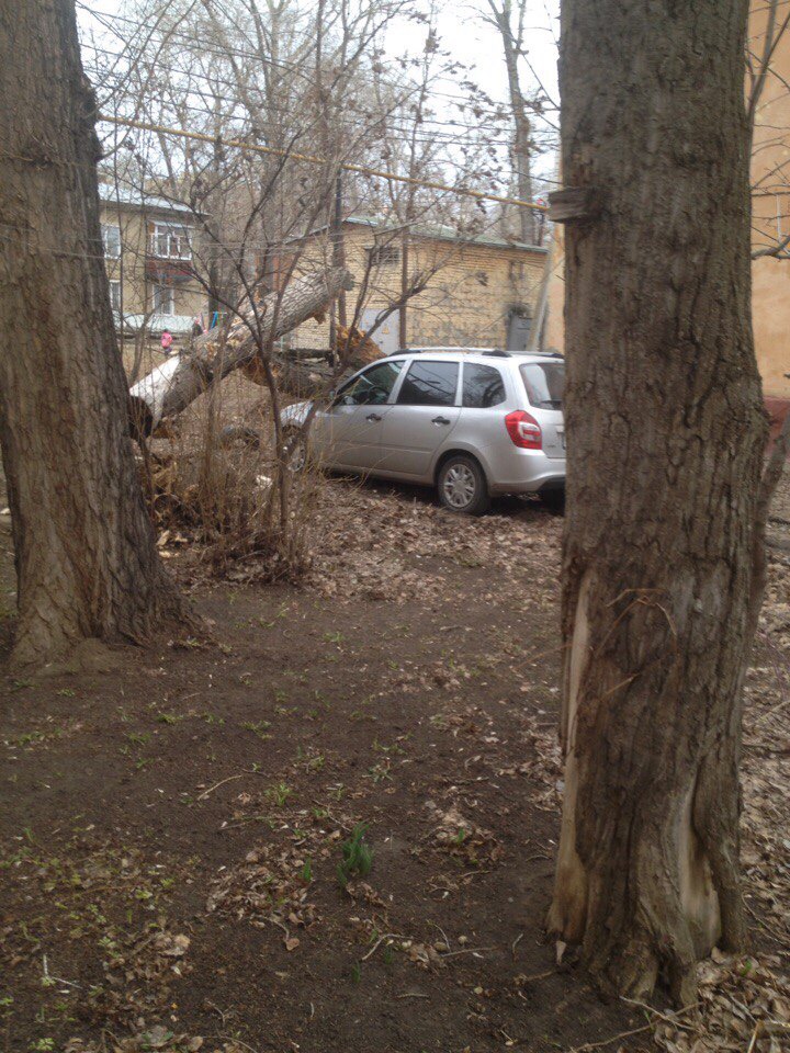 В Ульяновске об легковушки ломаются деревья. ФОТО, фото-2